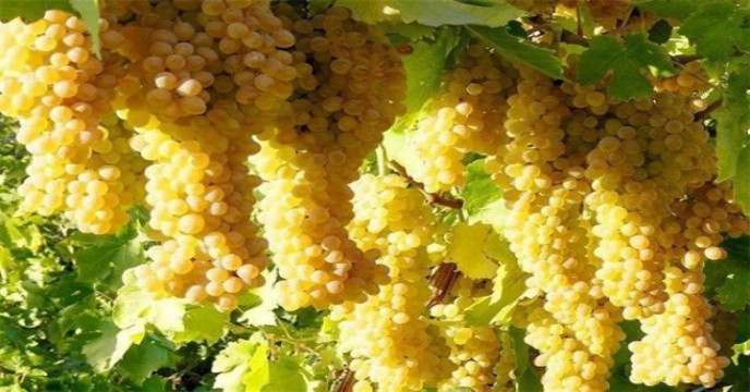 خنداب و اناج قطب تولید انگور در استان مرکزی