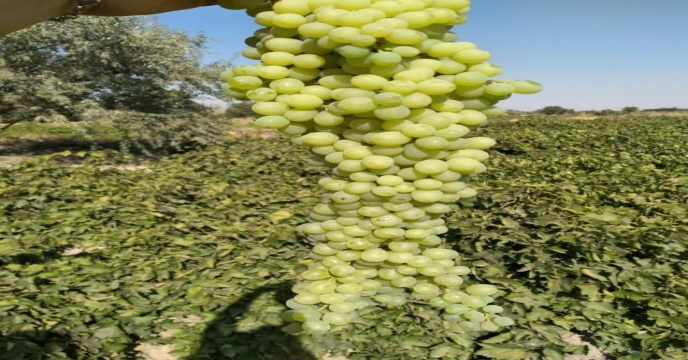 خنداب و اناج قطب تولید انگور در استان مرکزی