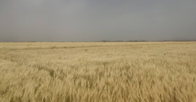 تصویر