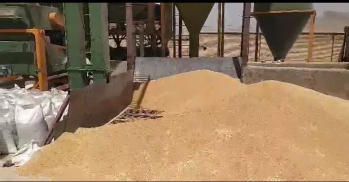 پروسس بذر