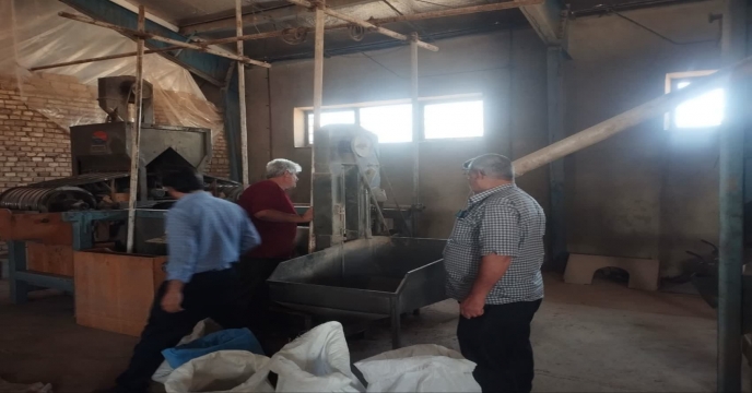 بذر یونجه2