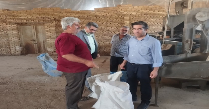 بذر یونجه1