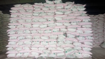 تأمین و  توزیع بیش از600 تن کود اوره در شهرستان آوج توسط شرکت خدمات حمایتی کشاورزی استان قزوین
