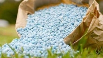 تخلیه کود اوره در انبار سازمانی شرکت خدمات حمایتی کشاورزی استان زنجان
