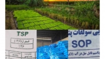 شهرستان آزادشهر  در پنج ماه سال جاری از بیش از۷۱۱ تن کود یارانه‌ای بهره‌مند شد