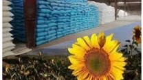 توزیع کودهای یارانه ای برای مزارع آفتابگردان استان گلستان درسطح مصوب الگوی کشت انقباضی۳۷۷۶ هکتار