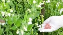 صدور بیش از ۴۱۷۴ فقره حواله الکترونیکی  و توزیع ۱۶۰۷ تن کودبرای کشاورزان شهرستان گمیشان درشش ماه سال جاری