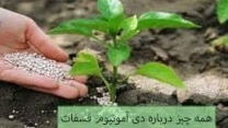 ارسال و حمل بیش از4497 تن کود دی آمونیوم فسفات از بندر امام خمینی( ره) به کارگزاری های استان گلستان