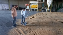 بازدید معاون و مسئول فنی شرکت از بذرهای گندم خریداری شده و انجام نموه برداری