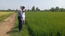 نظارت و بررسی کارشناس تولید بذر از زمین زراعی واقع در آبکنار انزلی