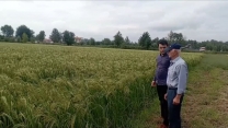 بازرسی دوره ای کارشناس تولید بذر از زمین زراعی آقای کاسب روستای گیل پردسر در توابع سنگر
