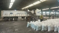 نقش کلیدی کودهای یارانه‌ای در تحقق جهش تولید با توزیع گسترده نهاده‌ها در مزارع شلتوک پرمحصول استان