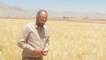 بازدید و نظارت کارشناسان شرکت خدمات حمایتی کشاورزی استان چهار محال و بختیاری از مزارع کشت گندم و جو کشاورزان طرف قرارداد شرکت در شهرستان لردگان