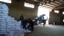 ارسال 1248 تن کود کشاورزی اوره به کارگزاری‌های تحت پوشش شهرستان اسفراین در5 ماه نخست سال جاری