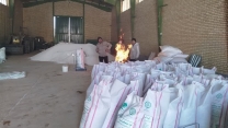 بازدید مدیر شرکت خدمات حمایتی کشاورزی استان کردستان از نحوه عملیات کیسه گیری کود اوره در انبار کارگزاری شهرستان دهگلان