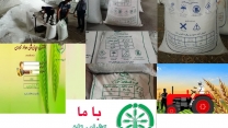  مصرف بهینه کود شیمیایی ، کلید افزایش 60 درصدی تولید و ارتقای بهره وری آب در مزارع گلستان