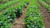توزیع  مقدار تقریبی 1 تن  انواع کود کشاورزی یارانه ای برای کشاورزان سویا کار شهرستان مینودشت در سه ماهه سال۱۴۰۴