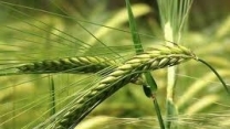 تحویل بیش از 19000 فقره حواله الکترونیکی برای پشتیبانی از  کشت گندم،جو و کلزا در جنوب کرمان