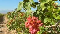 تأمین و توزیع بیش از 315 تن نهاده کشاورزی برای باغات پسته استان قزوین