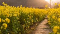 تأمین و توزیع بیش از 55 تن کود کشاورزی  برای مزارع کلزا در استان قزوین 