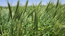 بیش از 8هزارتن کودکشاورزی برای محصول گندم در شهرستان ارزوئیه توزیع شده است